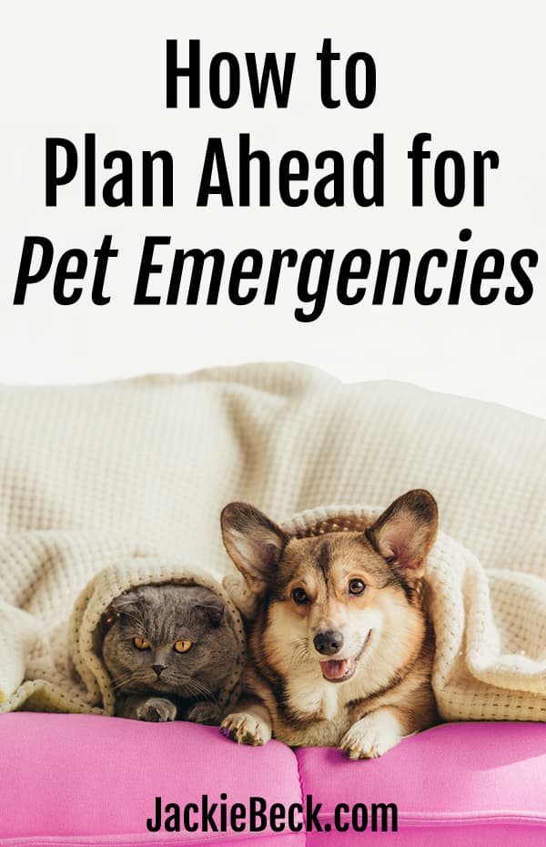 How to plan ahead for pet emergencies